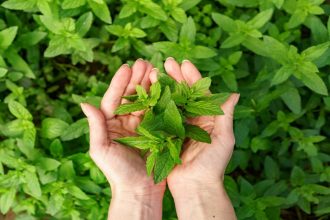 Neem vs Tulsi: Which Ayurvedic herb is better for your skin?