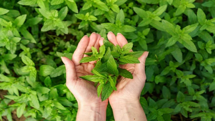 Neem vs Tulsi: Which Ayurvedic herb is better for your skin?
