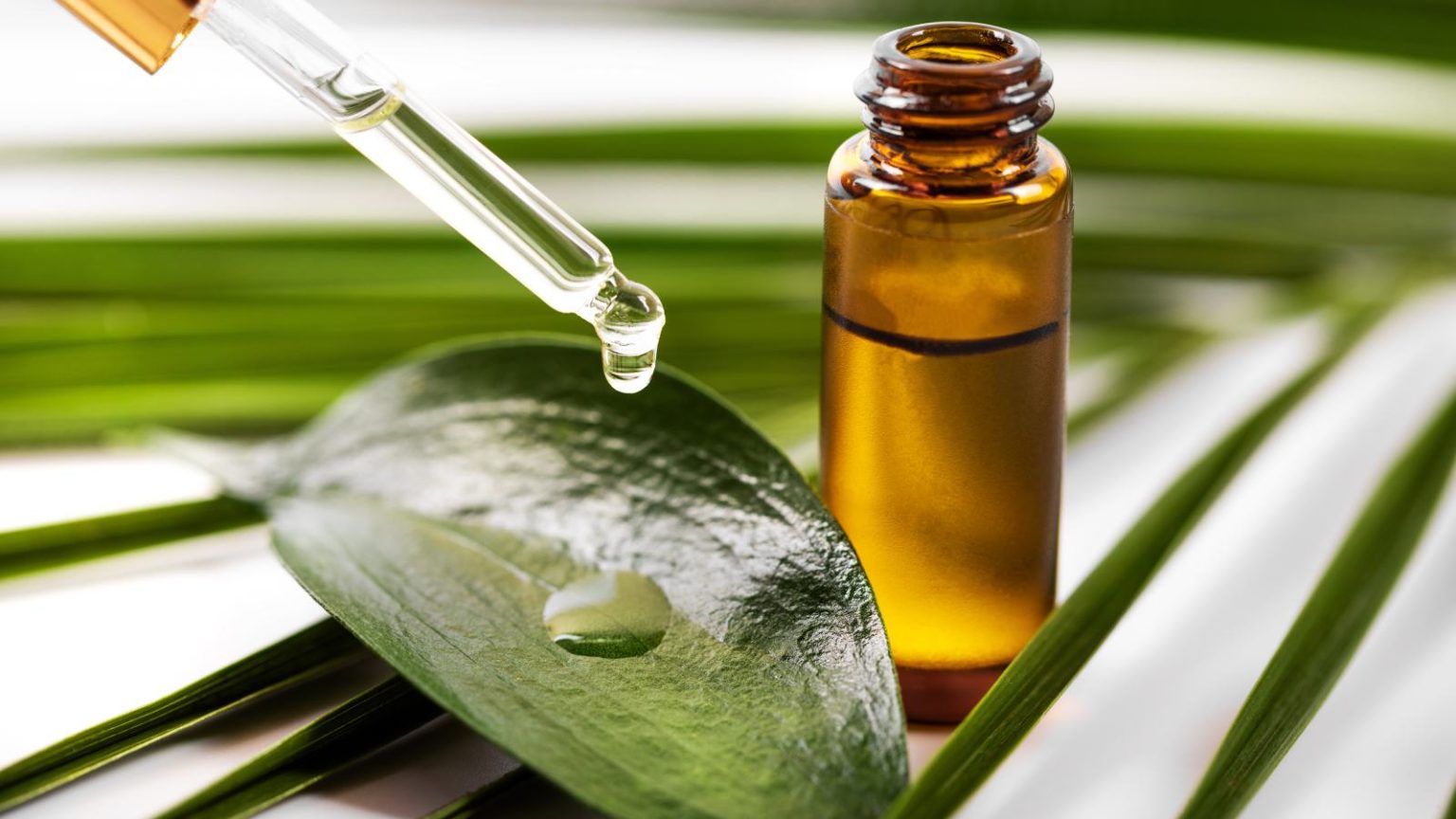 Tea tree oil for dandruff: Top 8 options to reduce itchiness and promote healthy scalp