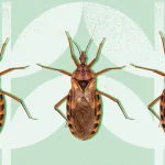 ‘Kissing Bug’ Disease Has Found a Home in the U.S.