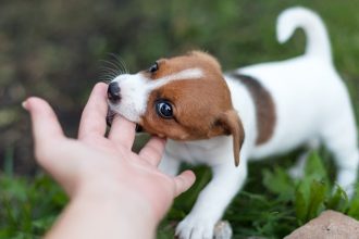 US faces surge in rabies cases with 6 deaths in just 1 year: What you need to know to stay safe