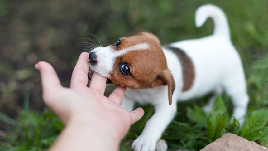 US faces surge in rabies cases with 6 deaths in just 1 year: What you need to know to stay safe